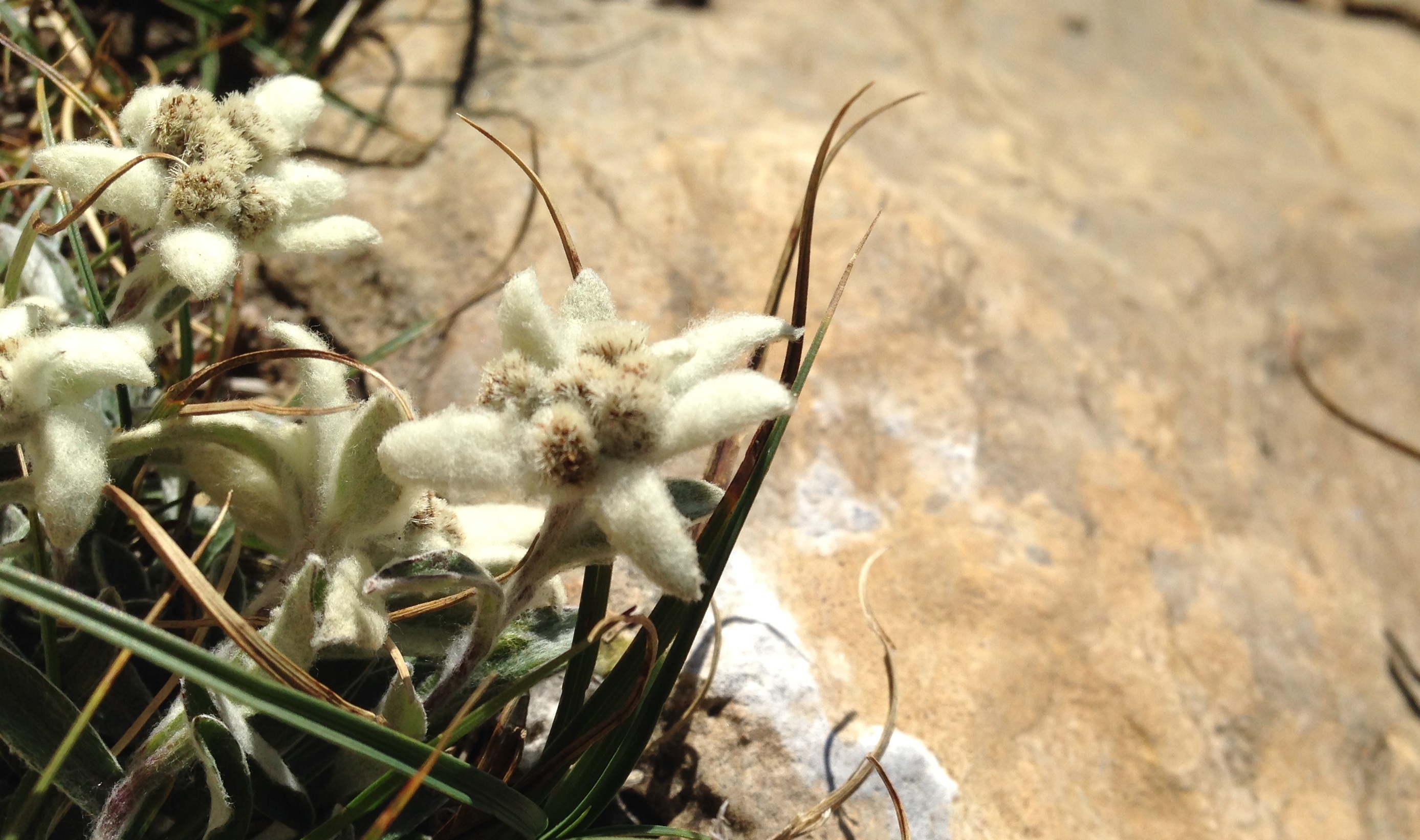 La flor de las nieves: edelweiss