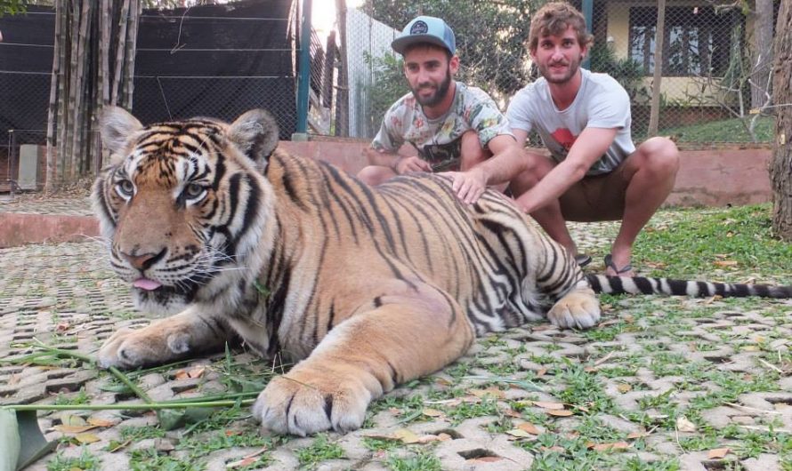 Ver tigres en el Tiger Kingdom de Chiang Mai