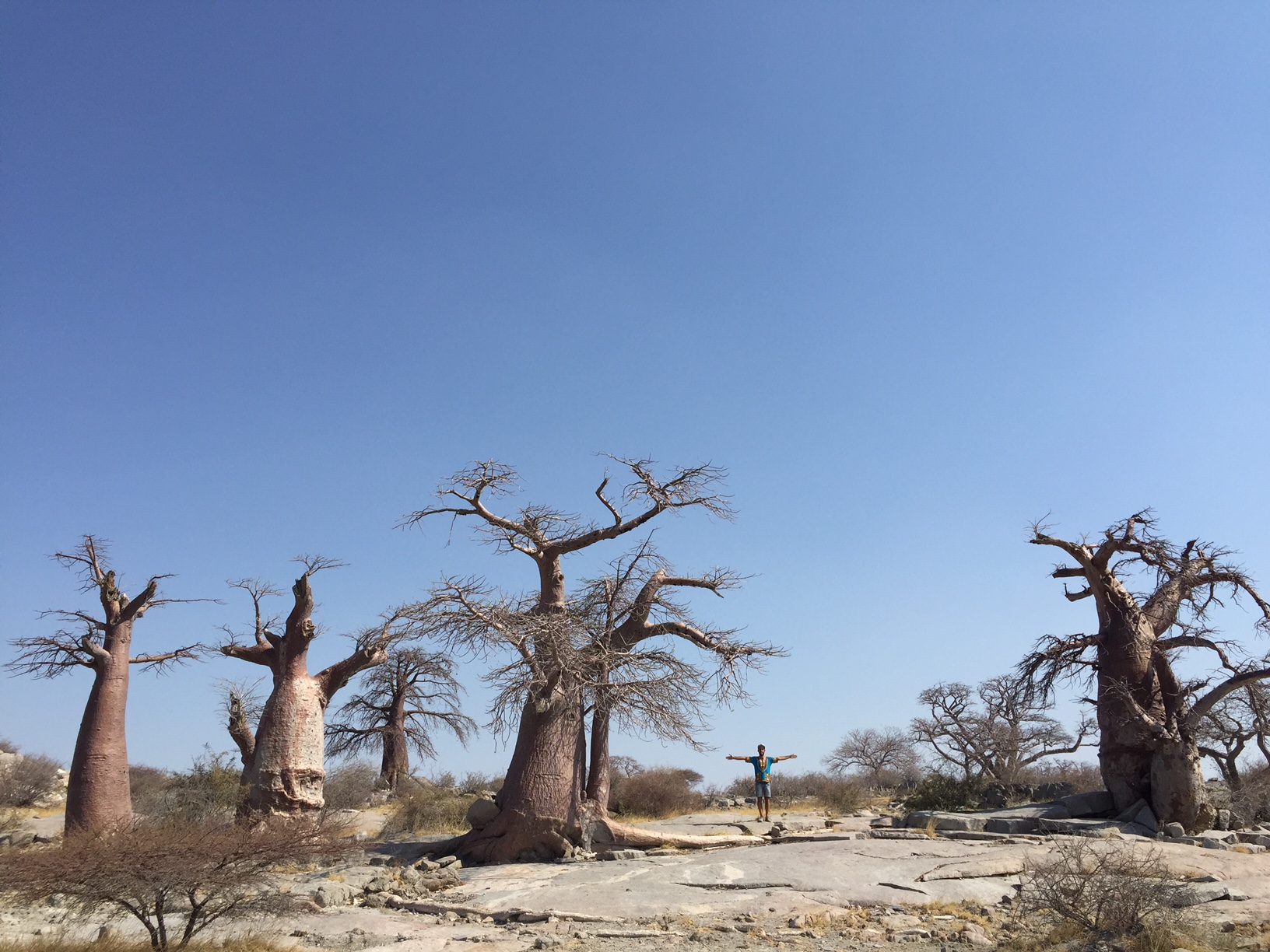 Non Gogoa Han Zangoa Baobabs