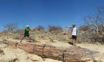 Bosque Petrificado de Namibia