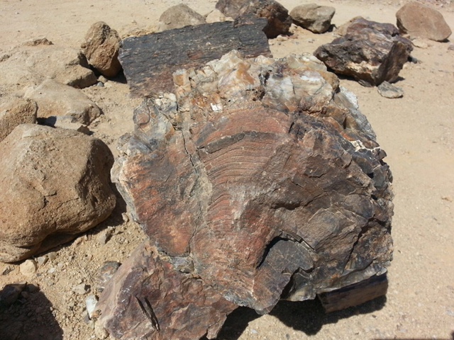 Tronco del Bosque Petrificado de Namibia