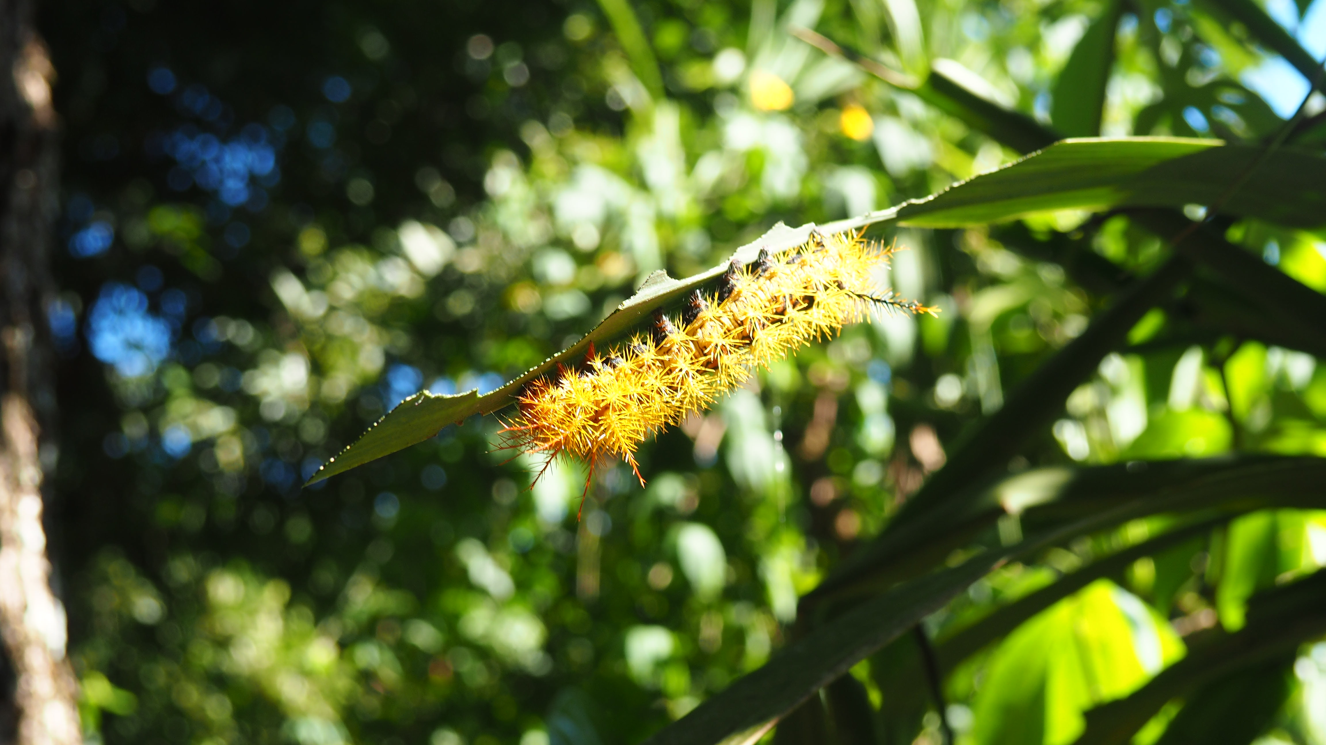 Insecto encontrado al visitar el lado brasileño de las Cataratas de Iguazú