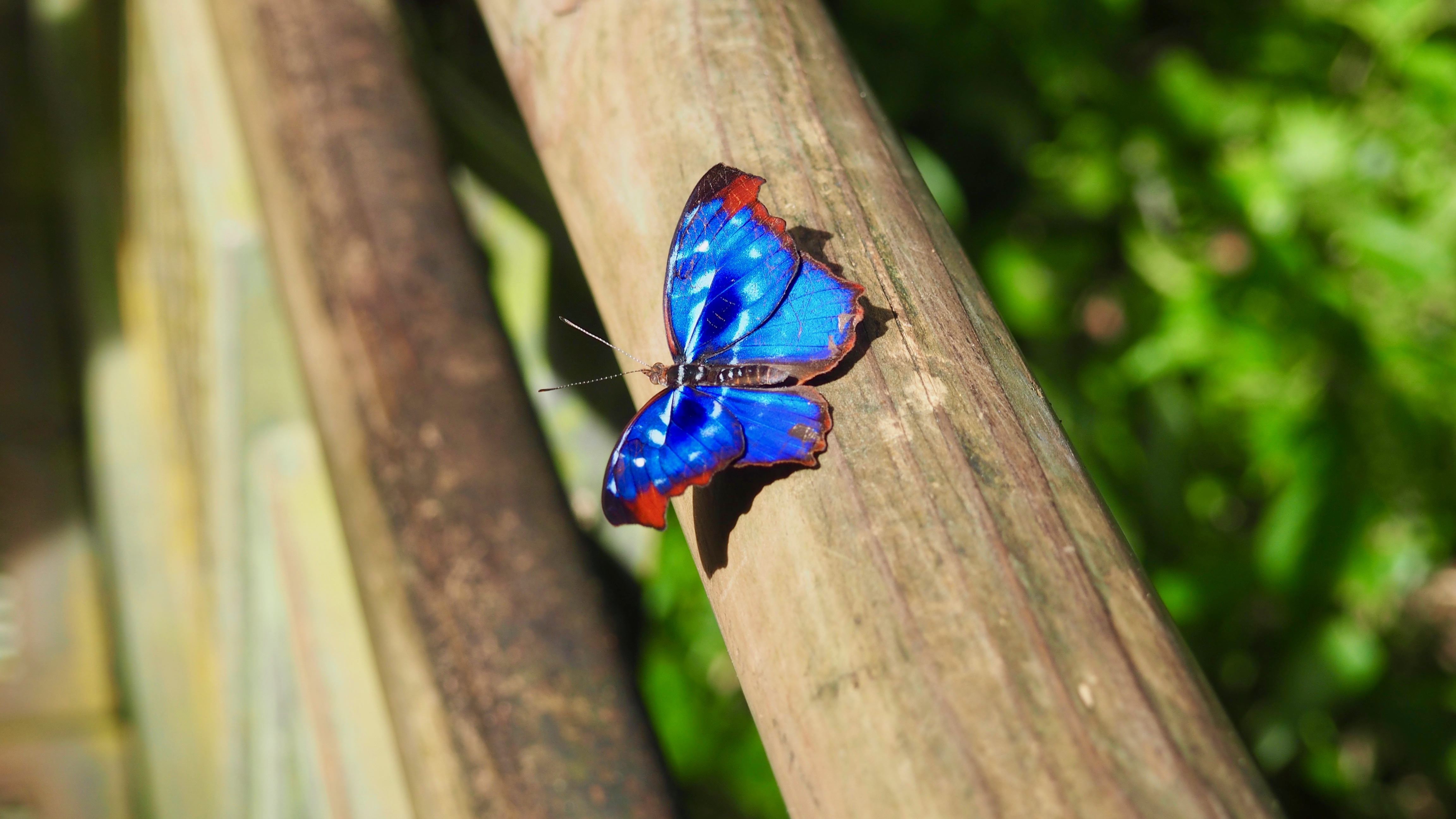 Uno de los muchos tipos de mariposa que se pueden ver al visitar las Cataratas de Iguazú